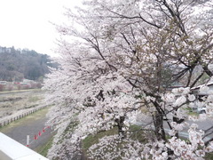 嬬恋は桜満開！