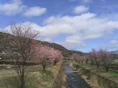 干俣地区も桜が咲いた！
